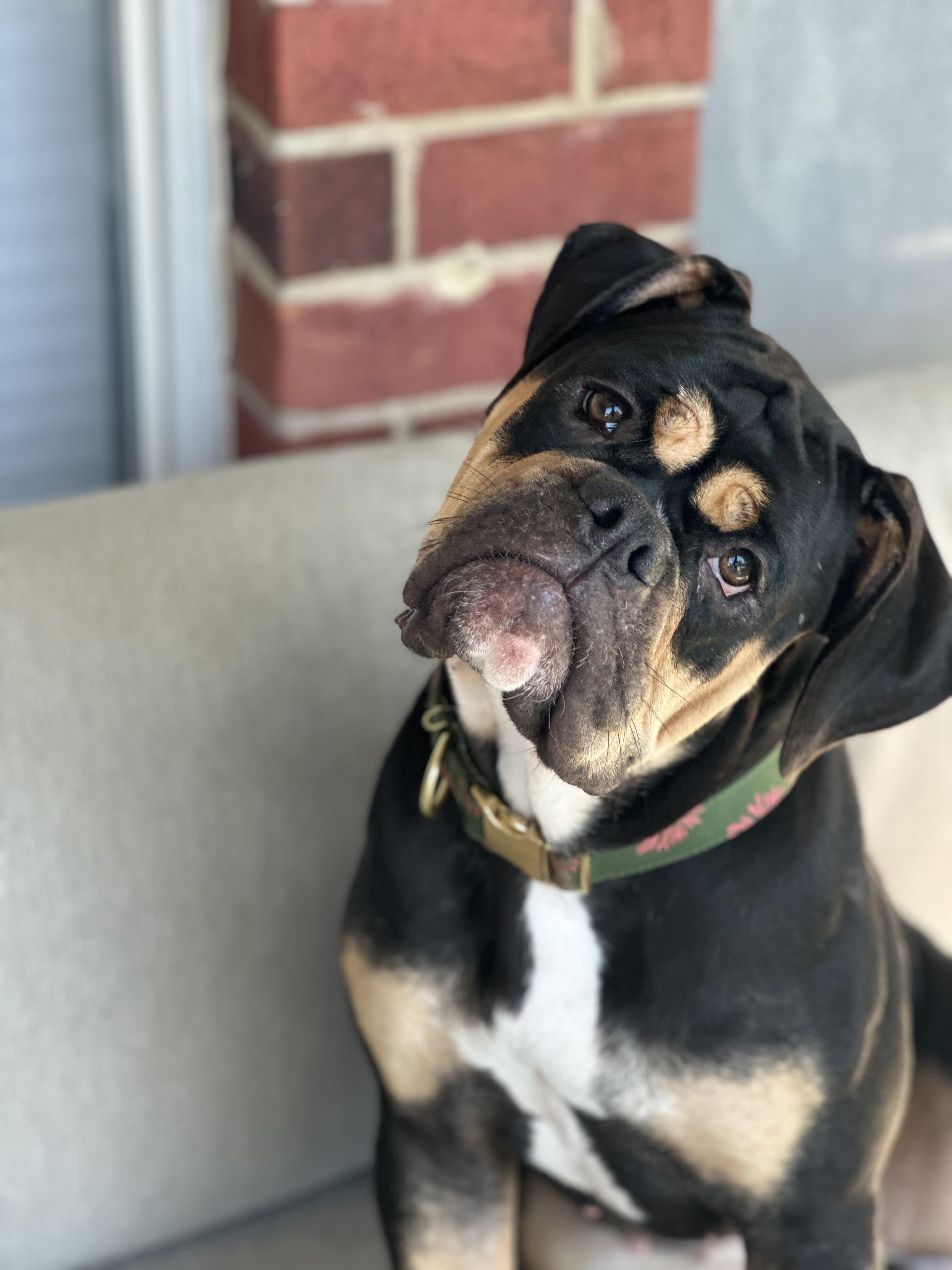 Enlarge Rue, a Adopted Bulldog in Mansfield, TX image 4/6