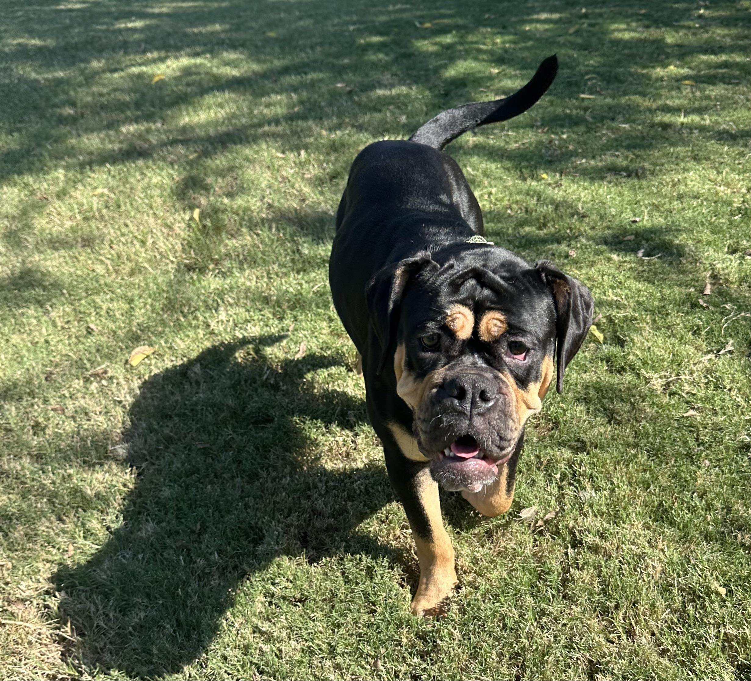 Enlarge Rue, a Adopted Bulldog in Mansfield, TX image 6/6