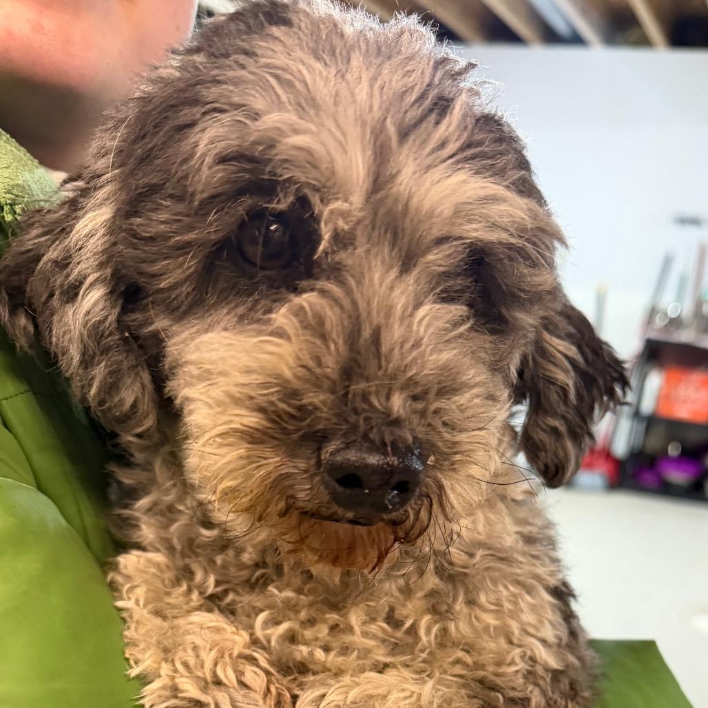 Enlarge Snowflake, a Adoptable Poodle in West Chester, PA image 1/1