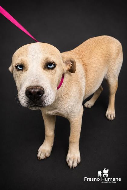 Mirabel, Adoptable, Puppy Female Mixed Breed & Mixed Breed.