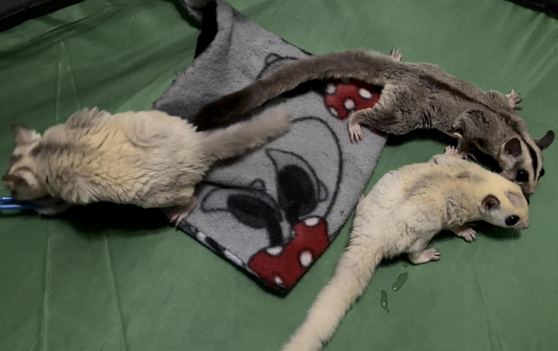 Enlarge Sally, Johnny, & Gramps, a Adopted Sugar Glider in St. Cloud, FL image 3/4