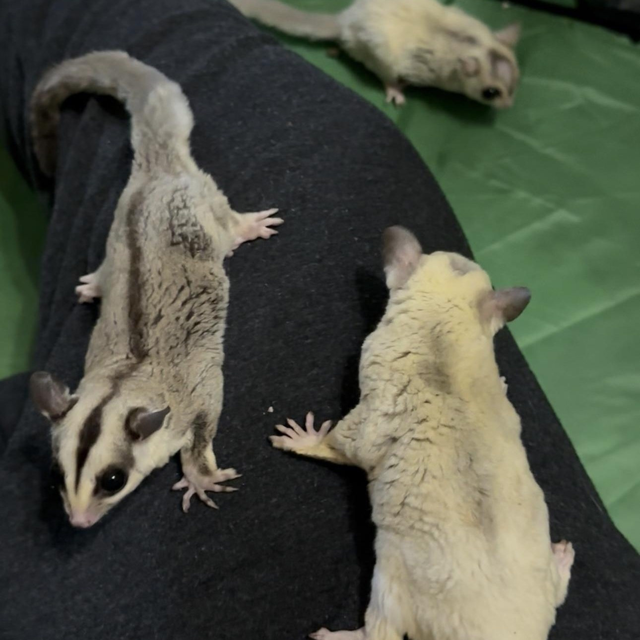 Sally, Johnny, & Gramps, Adopted, Adult Male Sugar Glider.