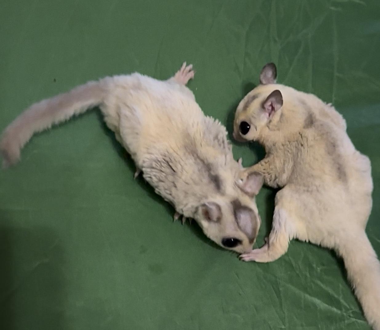 Enlarge Sally, Johnny, & Gramps, a Adopted Sugar Glider in St. Cloud, FL image 2/4