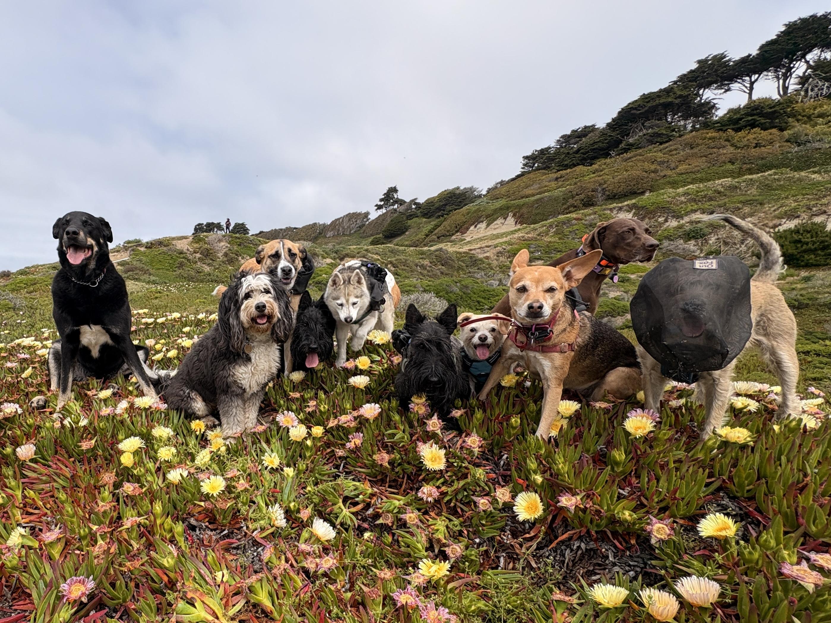 Enlarge Cody, a ADOPTABLE mixed breed in San Francisco, CA image 2/6