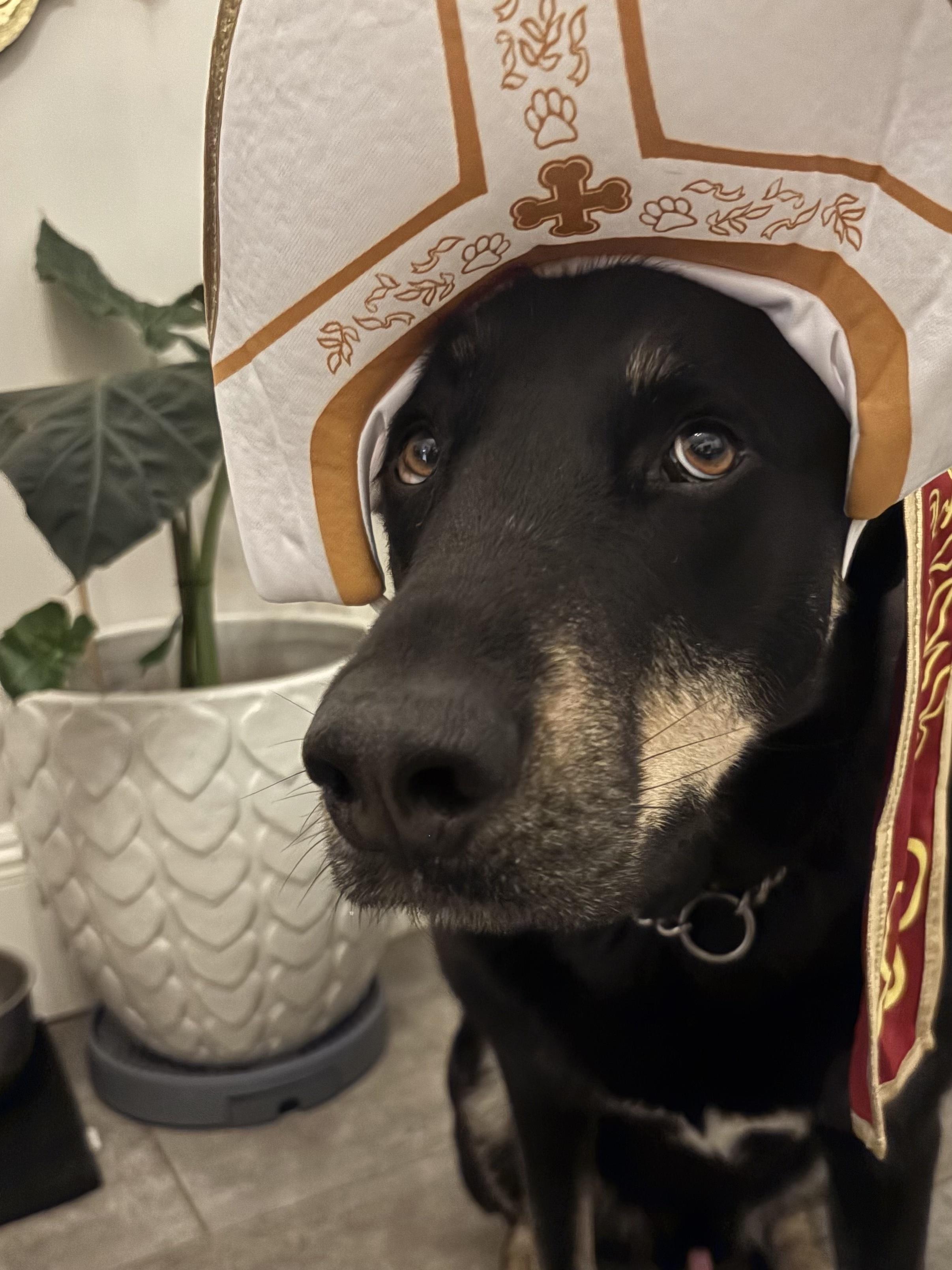 Enlarge Cody, a ADOPTABLE mixed breed in San Francisco, CA image 5/6