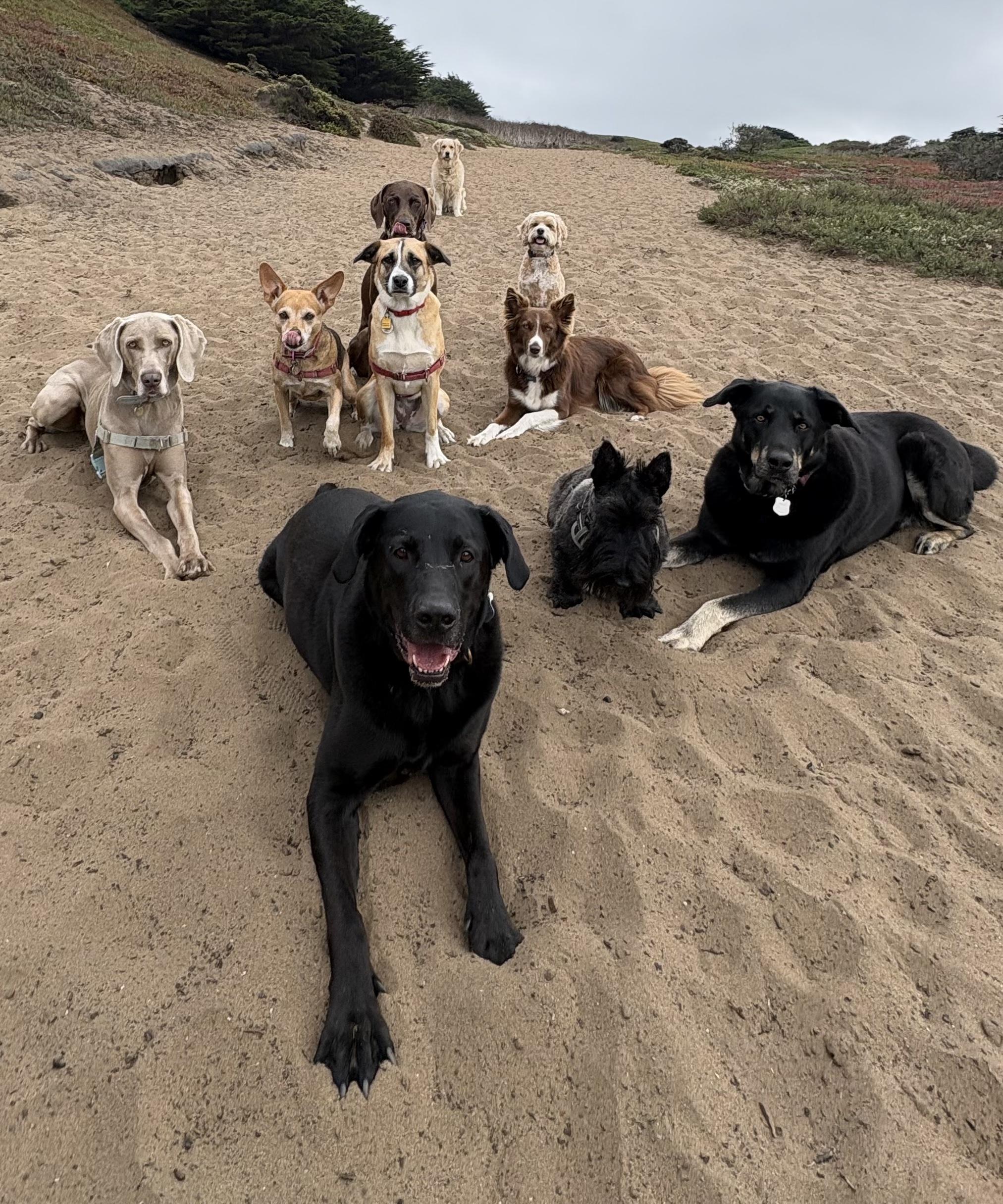 Enlarge Cody, a ADOPTABLE mixed breed in San Francisco, CA image 4/6