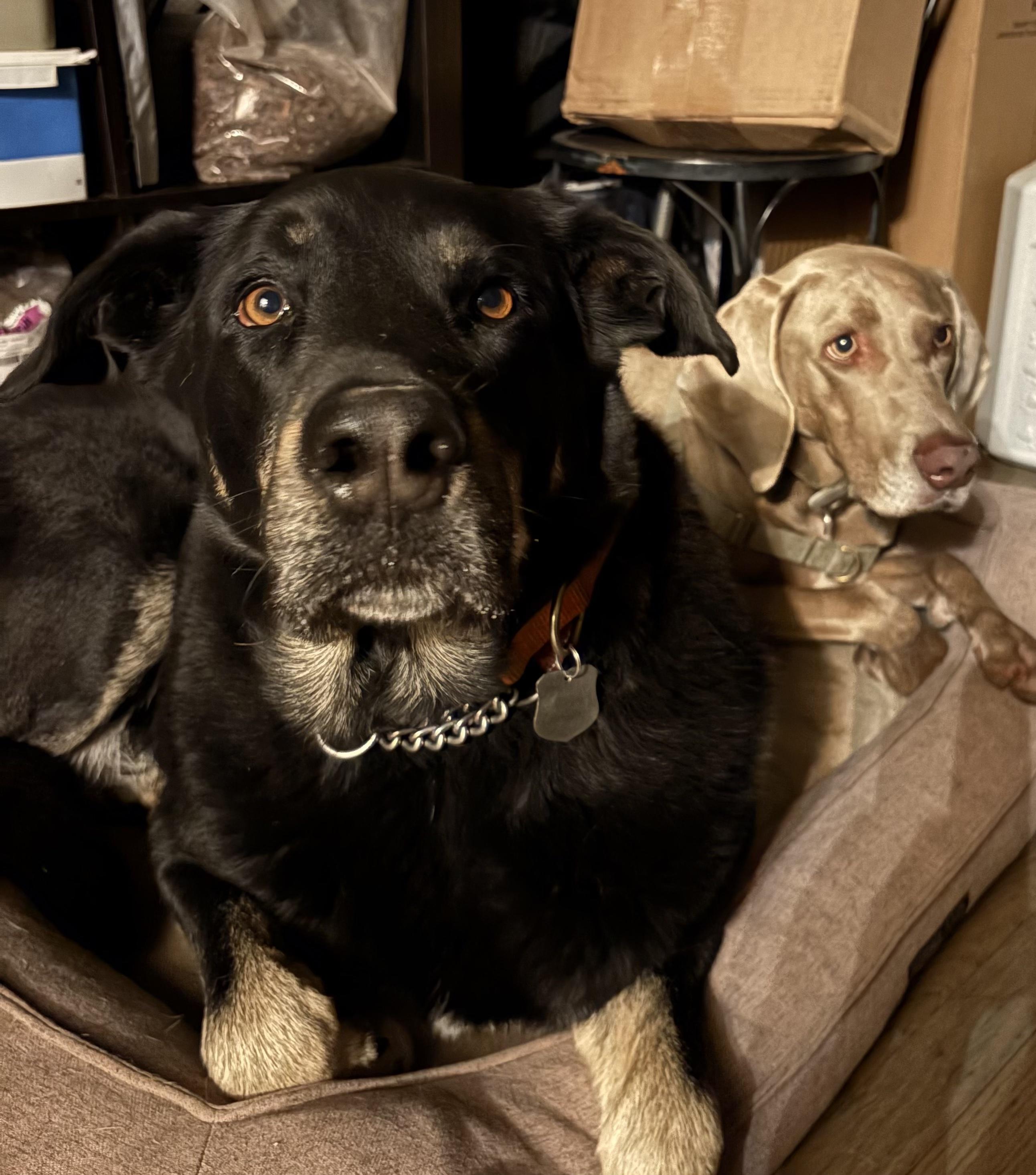 Cody, ADOPTABLE, Adult Male Rottweiler & Alaskan Malamute.