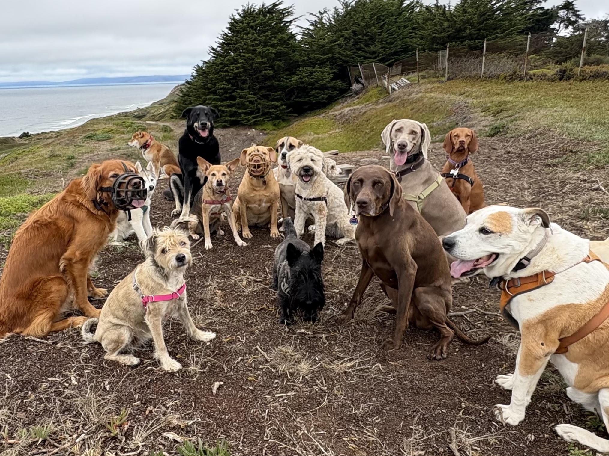Enlarge Cody, a ADOPTABLE mixed breed in San Francisco, CA image 3/6