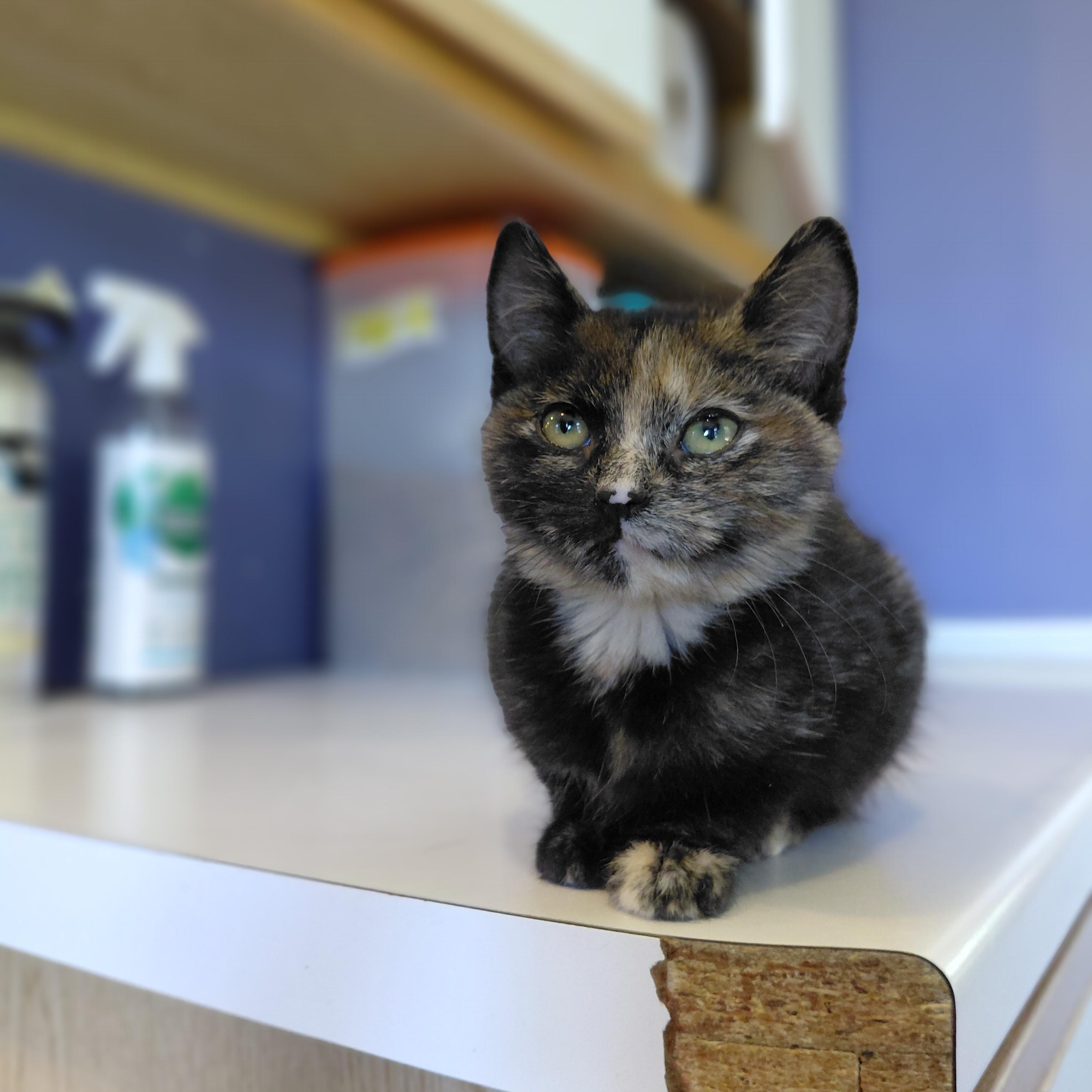 Enlarge Roxie, a Adopted Domestic Short Hair in Littleton, NH image 1/2