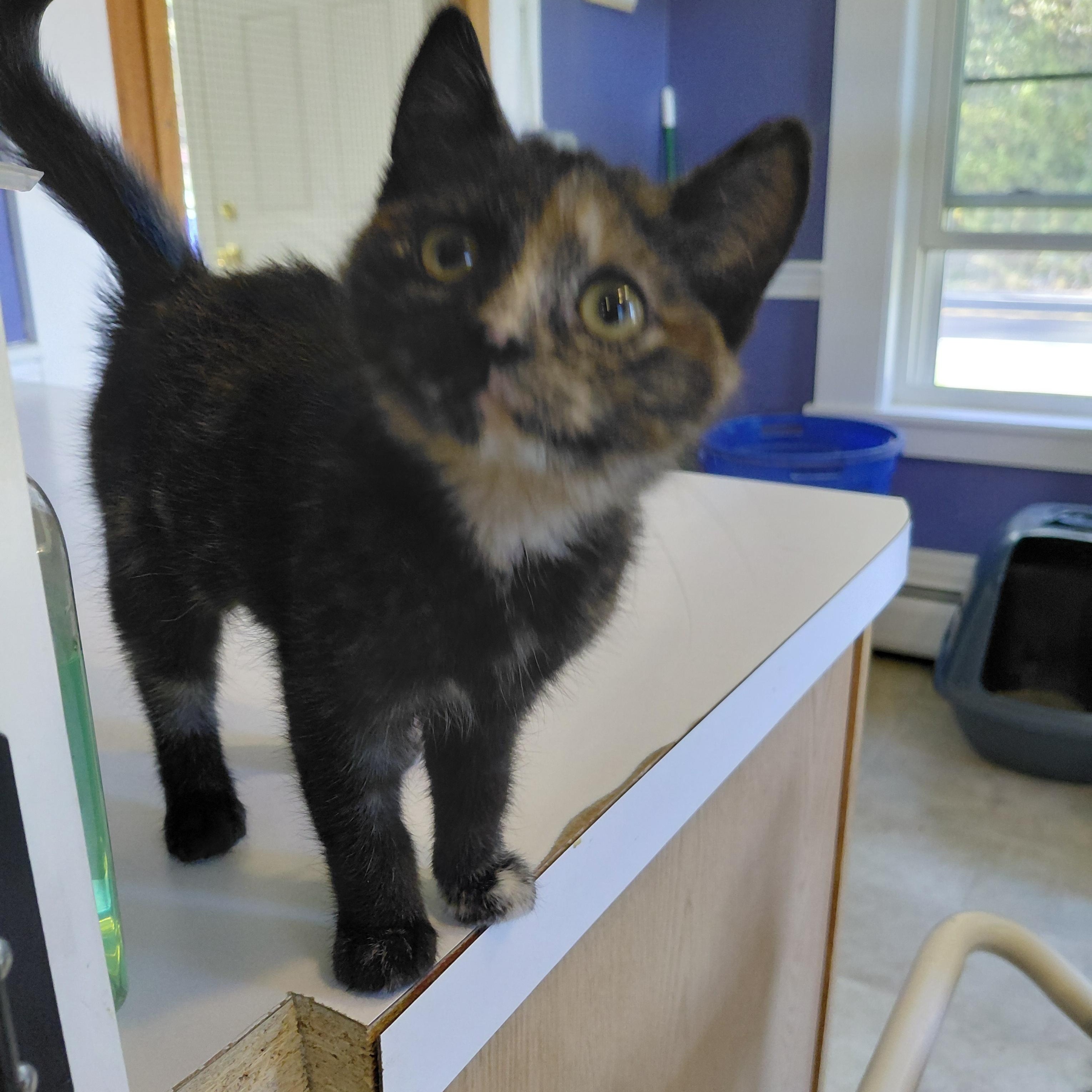 Enlarge Roxie, a Adopted Domestic Short Hair in Littleton, NH image 2/2