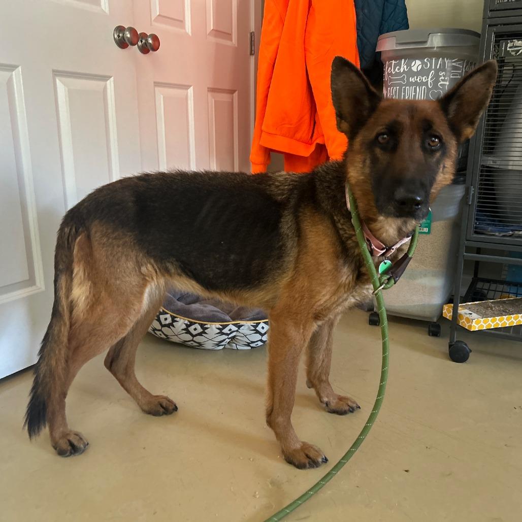 Rosie (26-052), Adoptable, Adult Female German Shepherd Dog.