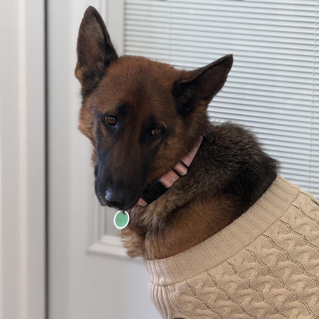 Enlarge Rosie (26-052), a Adoptable German Shepherd Dog in New Ringgold, PA image 2/6