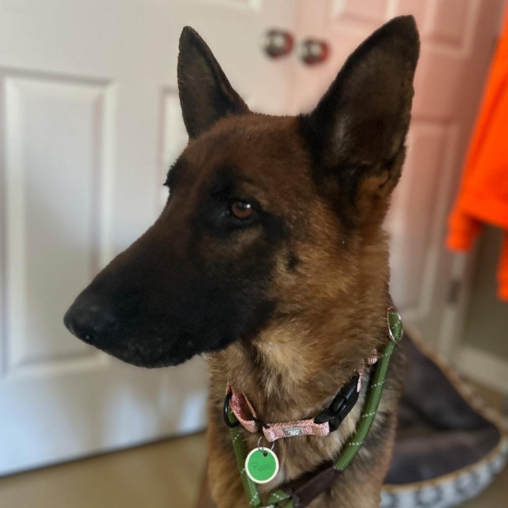 Enlarge Rosie (26-052), a Adoptable German Shepherd Dog in New Ringgold, PA image 3/6