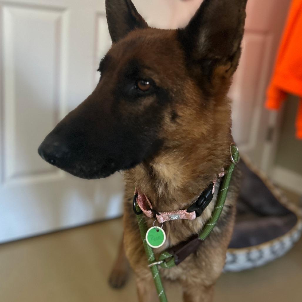 Enlarge Rosie (26-052), a Adoptable German Shepherd Dog in New Ringgold, PA image 5/6