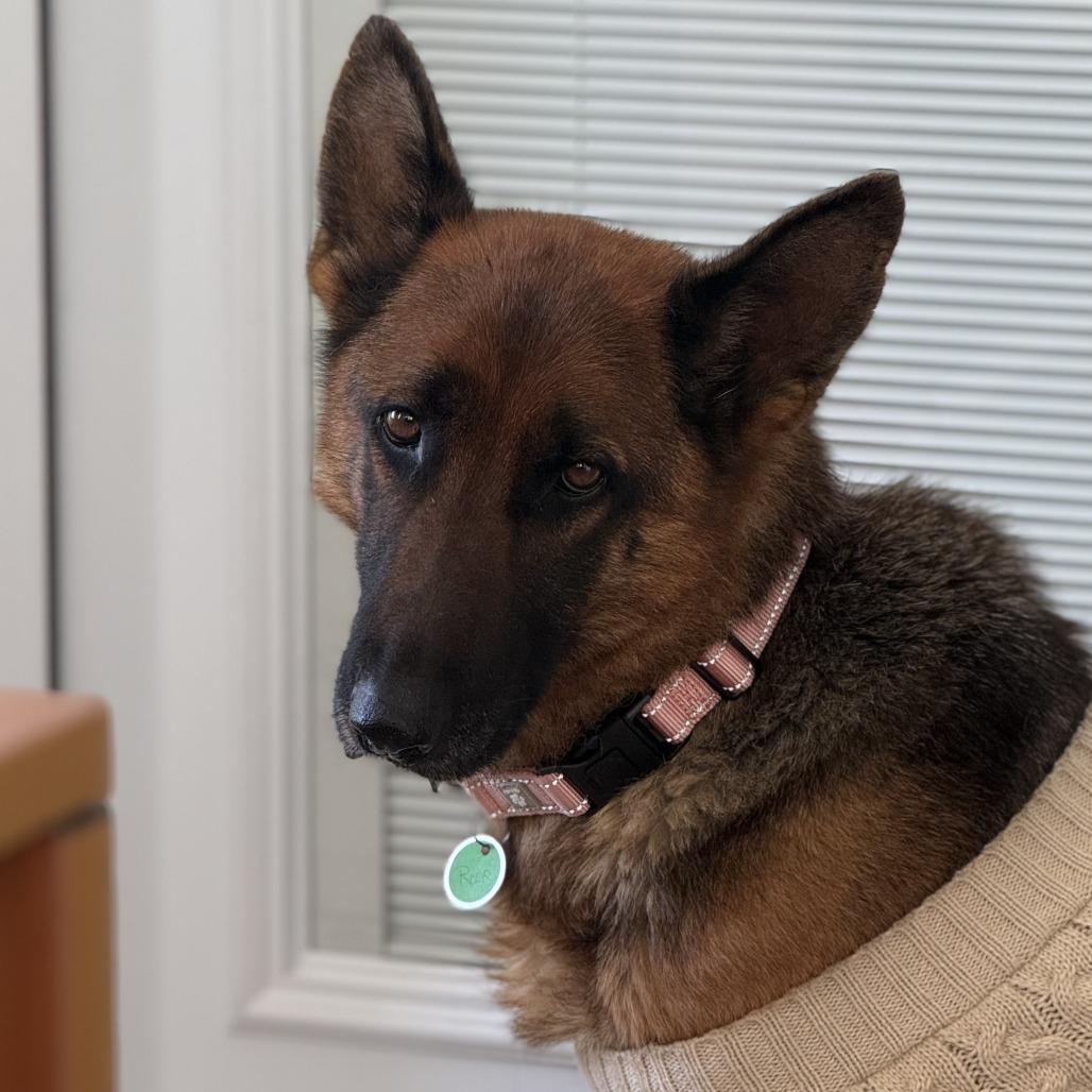 Enlarge Rosie (26-052), a Adoptable German Shepherd Dog in New Ringgold, PA image 6/6