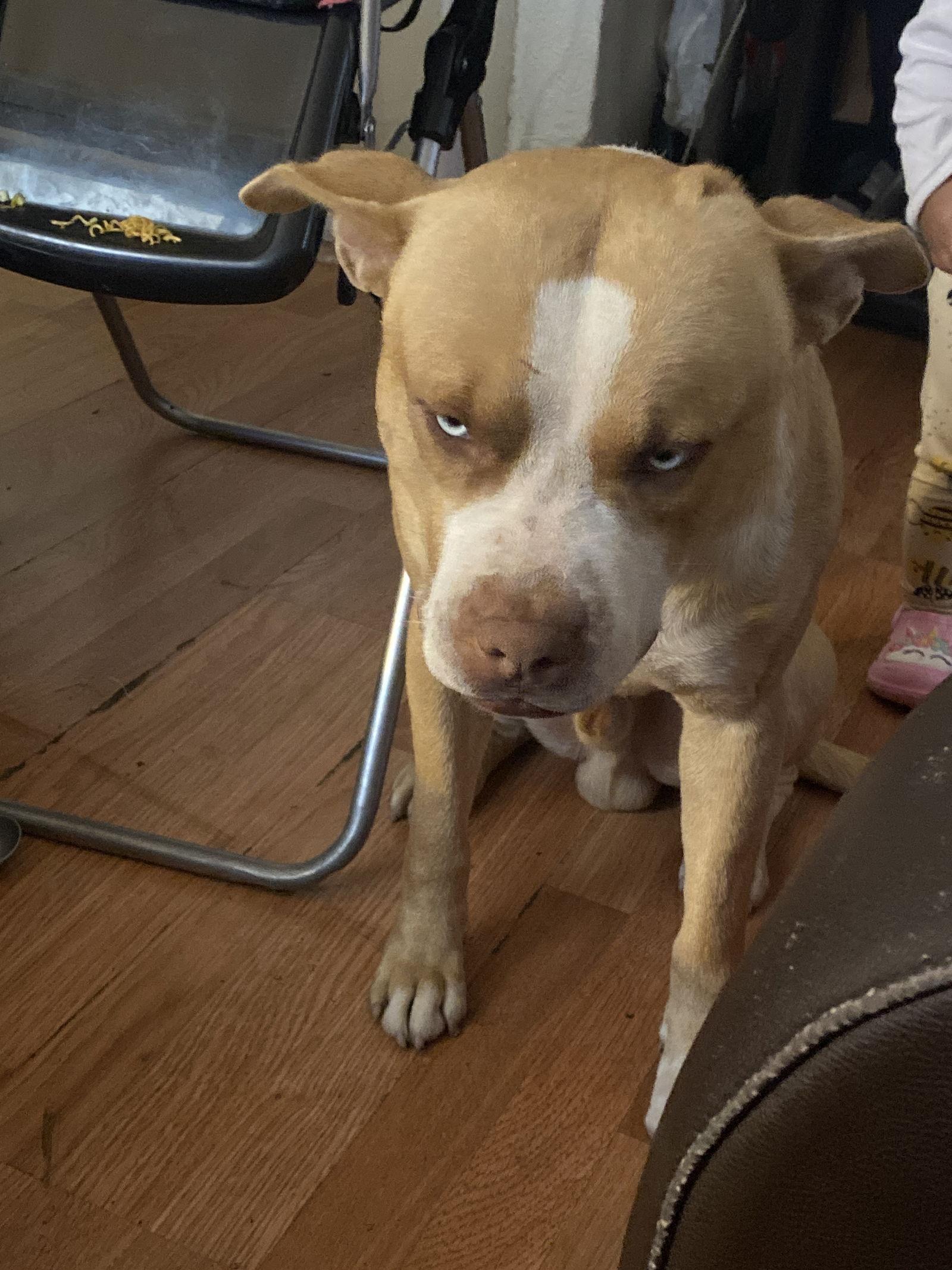 Hood, Adoptable, Adult Male Pit Bull Terrier.