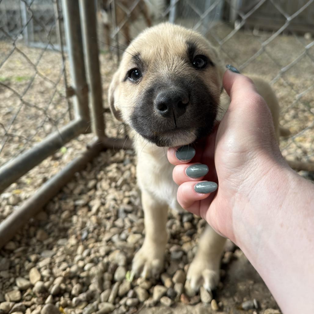 Olipop, Adoptable, Puppy Female American Staffordshire Terrier & Husky.