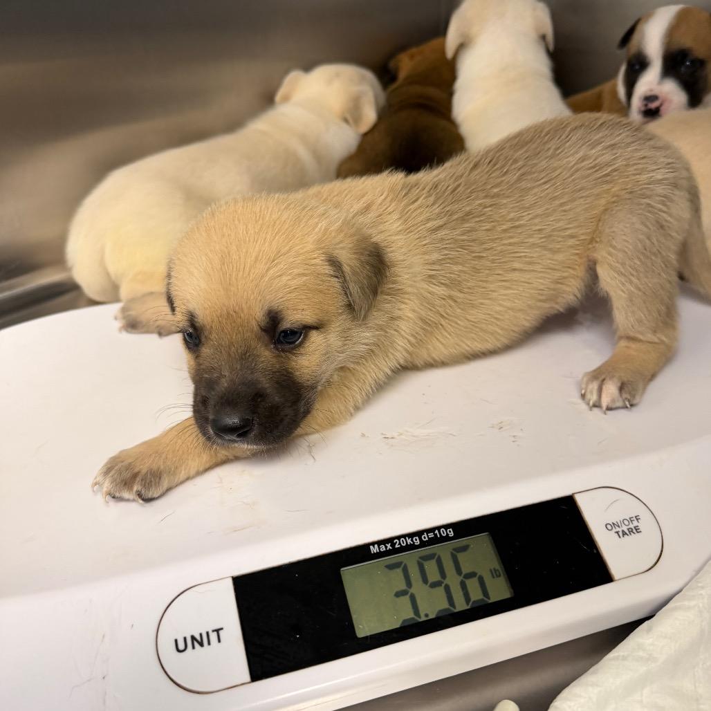 Enlarge Olipop, a Adoptable mixed breed in Madison, WI image 2/2