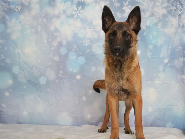 MANDI, Adoptable, Young Female German Shepherd Dog & Mixed Breed.