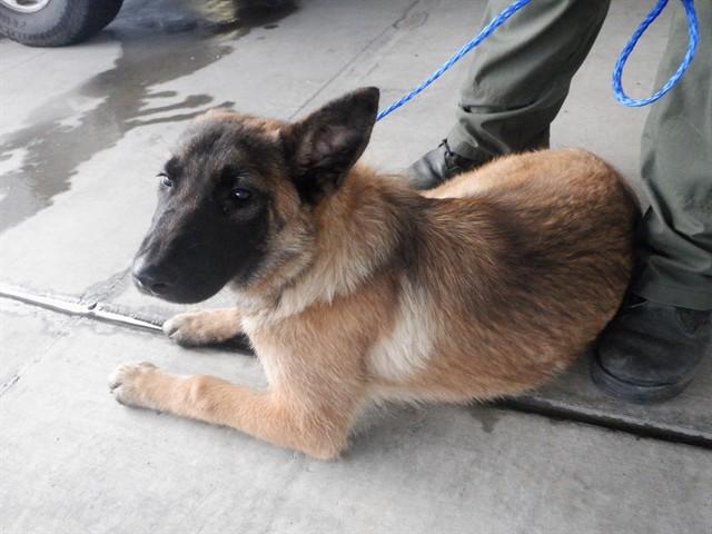MANDI, Adoptable, Young Female German Shepherd Dog & Mixed Breed.