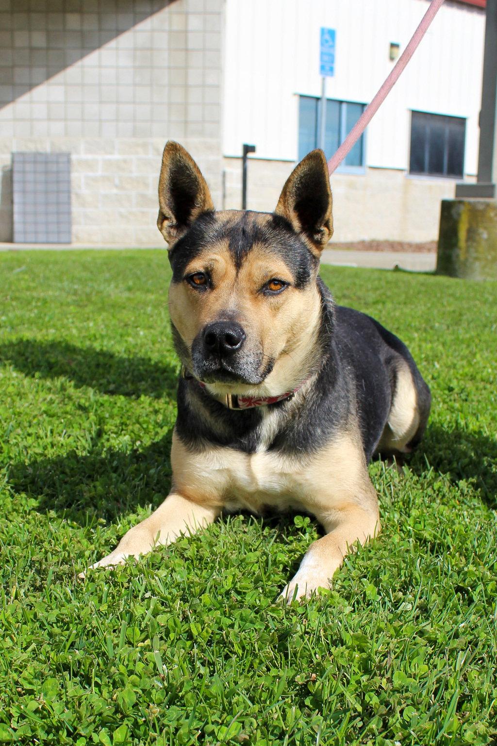 Rue 51806, Adopted, Adult Female Shepherd.