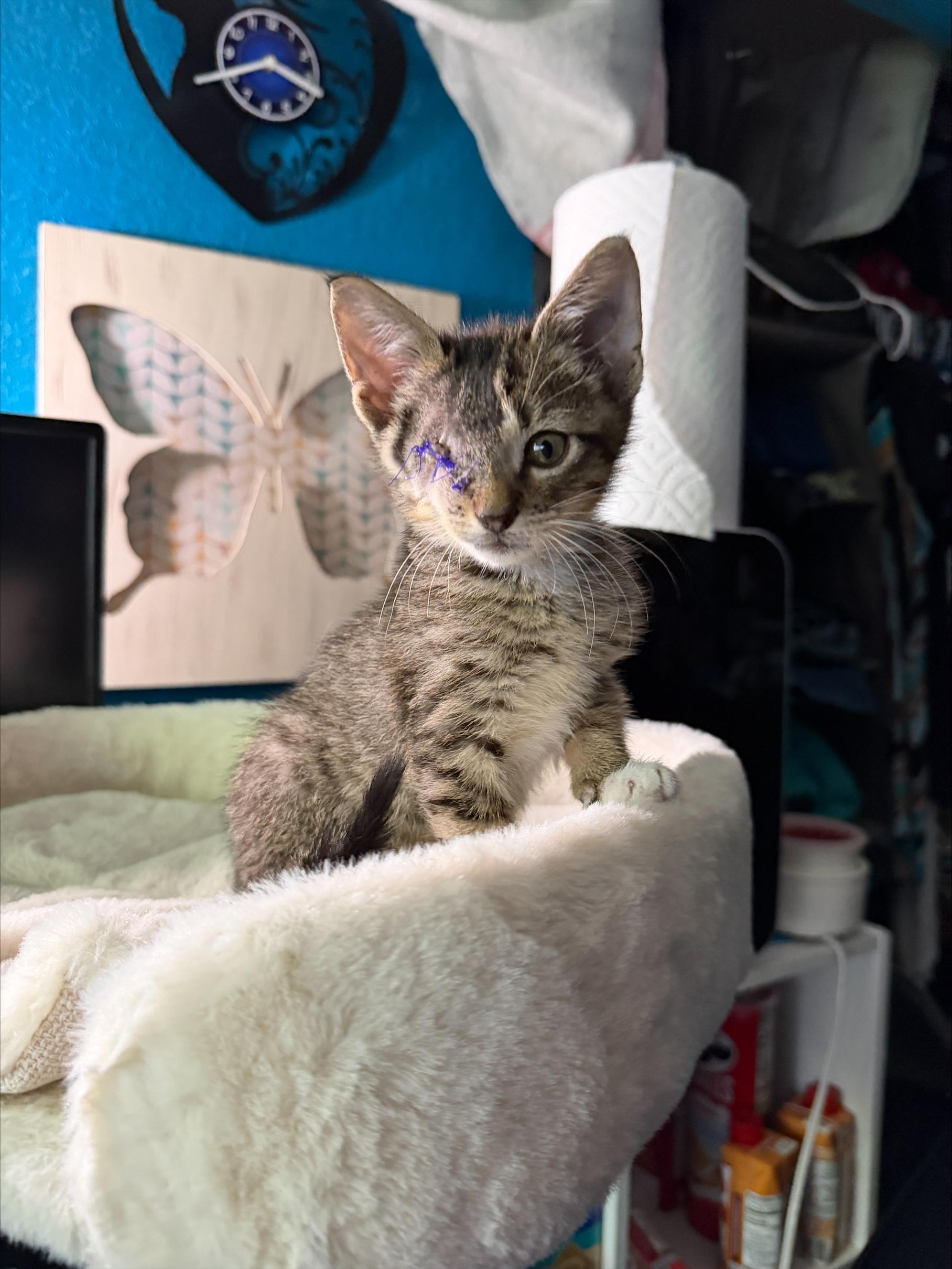 Mischief, a ADOPTABLE Domestic Short Hair in Grand Prairie, TX image 2/6