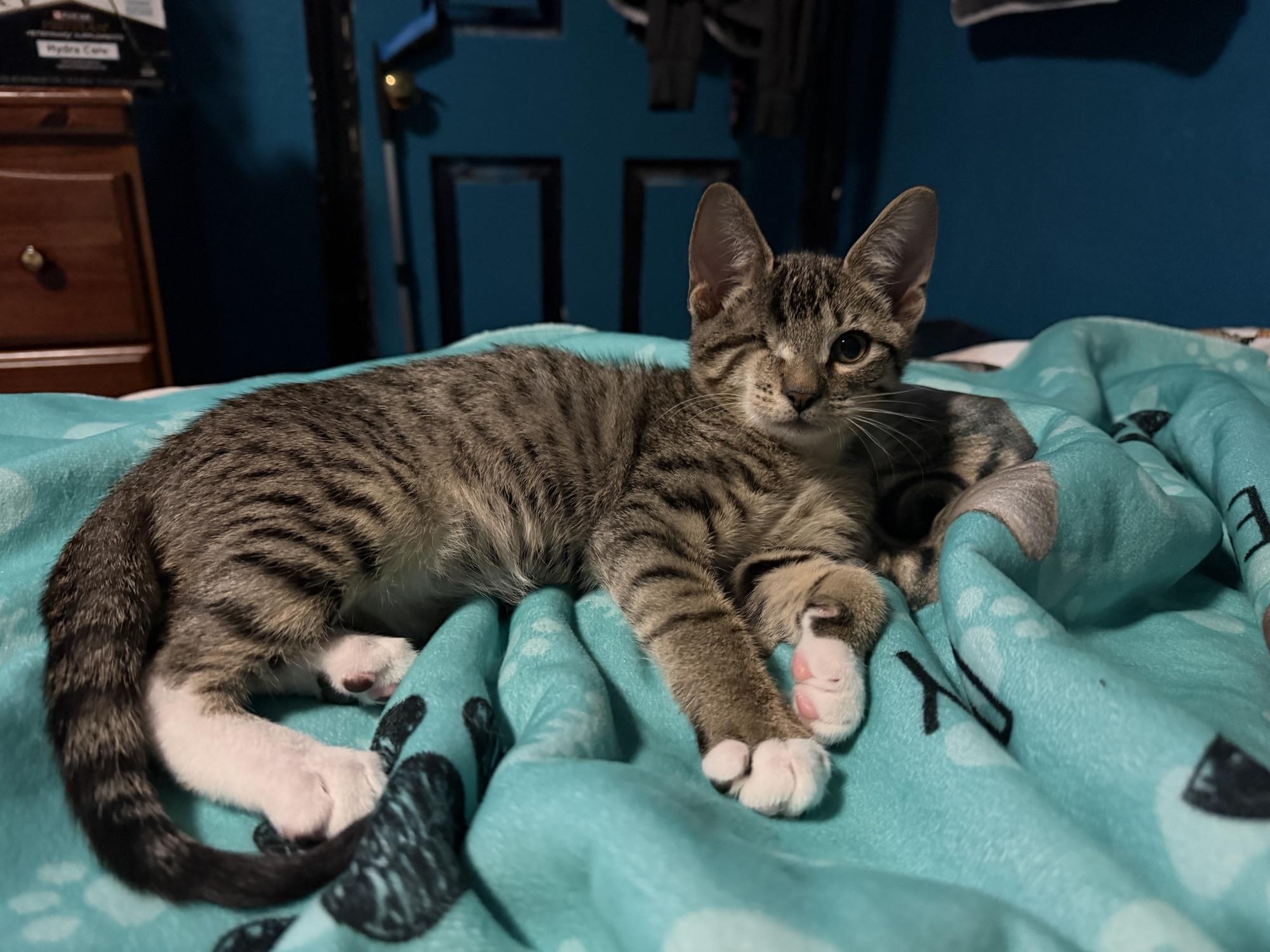 Mischief, a ADOPTABLE Domestic Short Hair in Grand Prairie, TX image 6/6