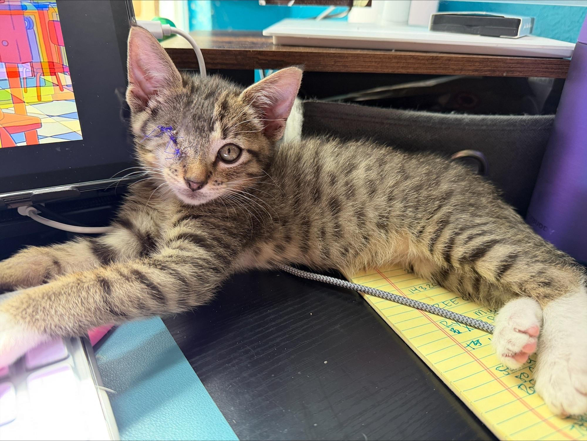 Mischief, a ADOPTABLE Domestic Short Hair in Grand Prairie, TX image 3/6