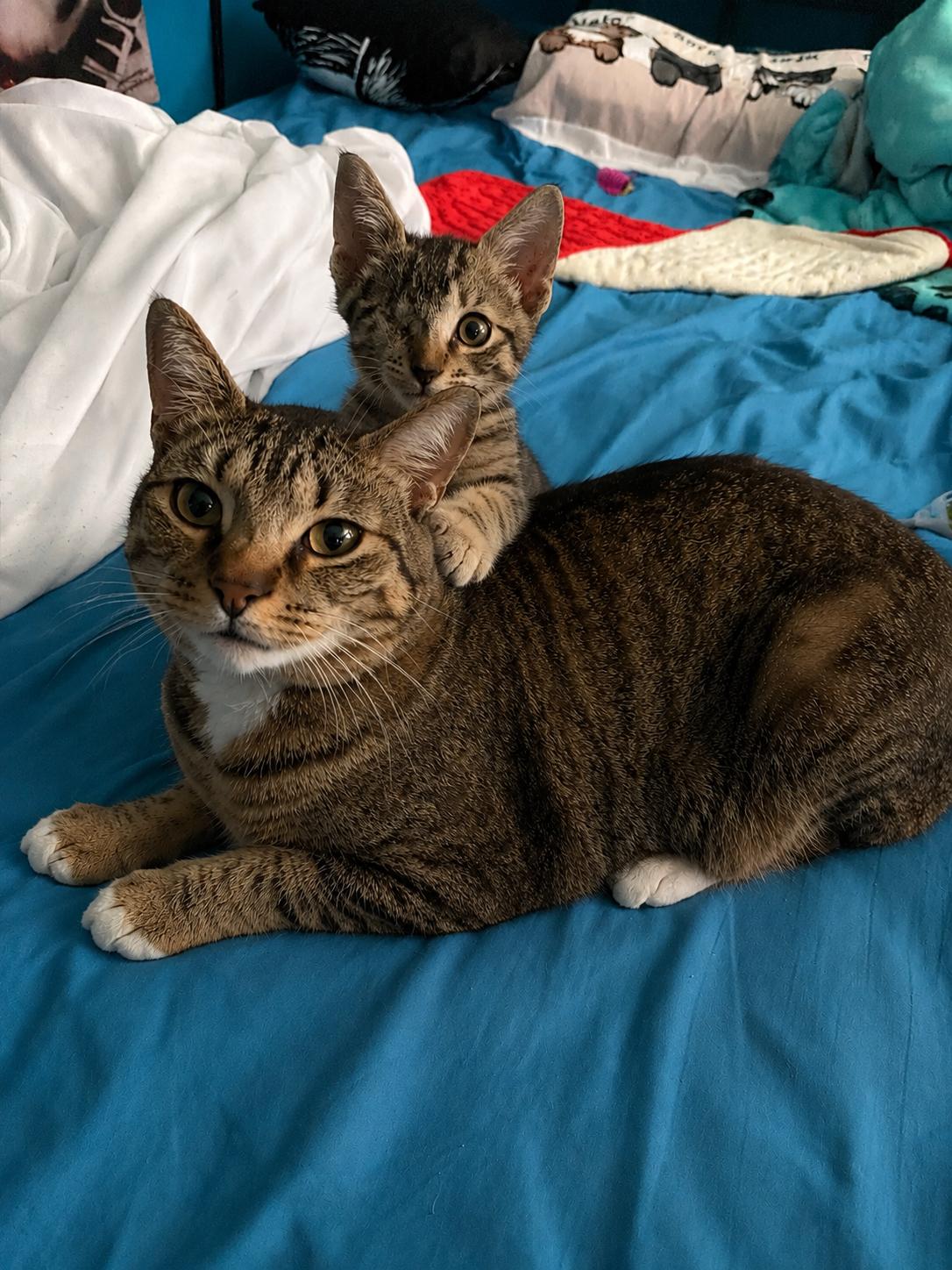 Mischief, a ADOPTABLE Domestic Short Hair in Grand Prairie, TX image 5/6