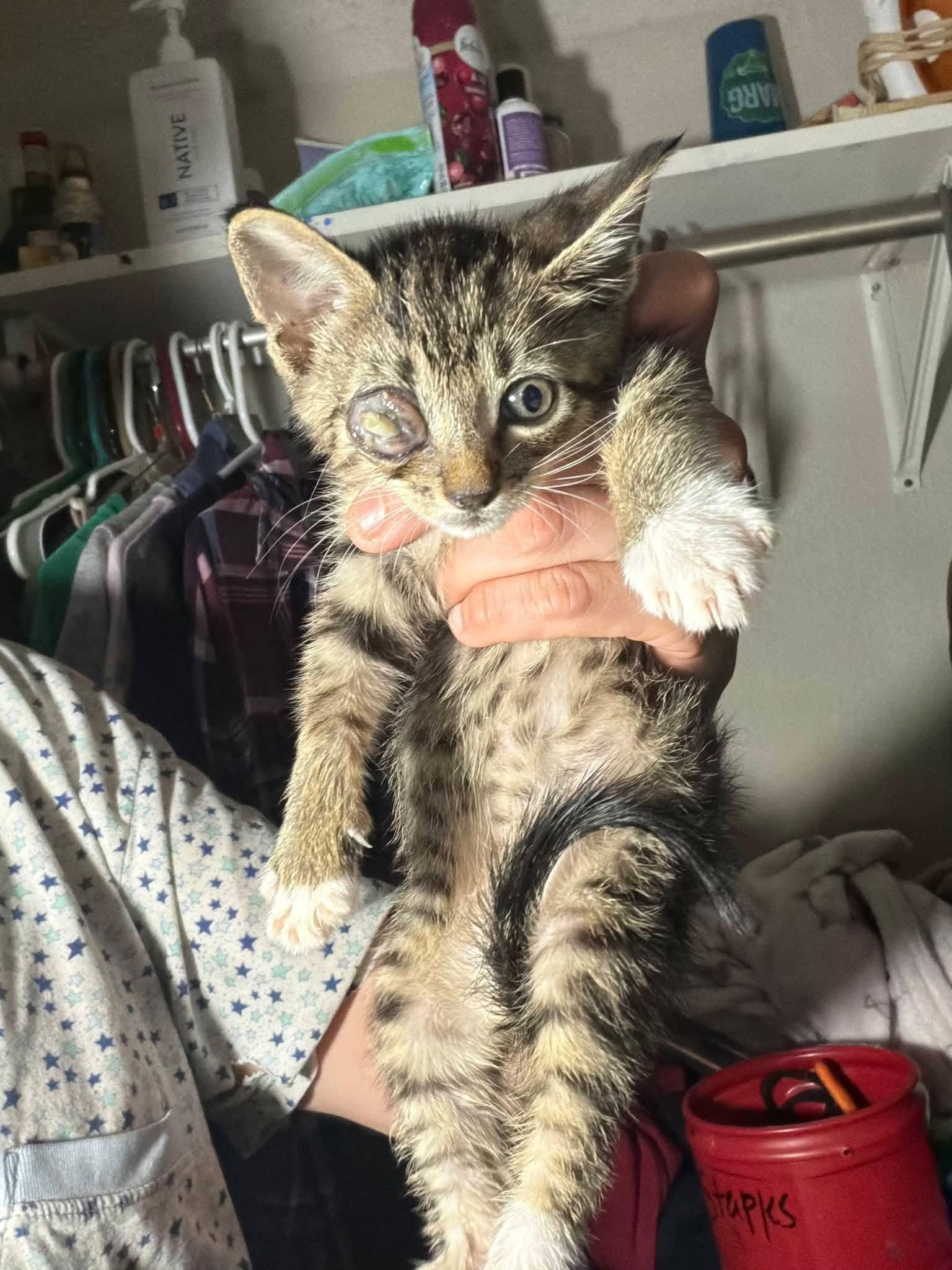 Mischief, a ADOPTABLE Domestic Short Hair in Grand Prairie, TX image 4/6
