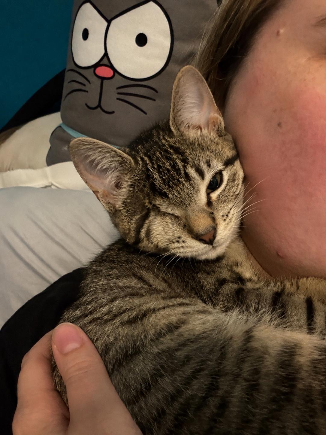 Mischief, a ADOPTABLE Domestic Short Hair in Grand Prairie, TX image 1/6