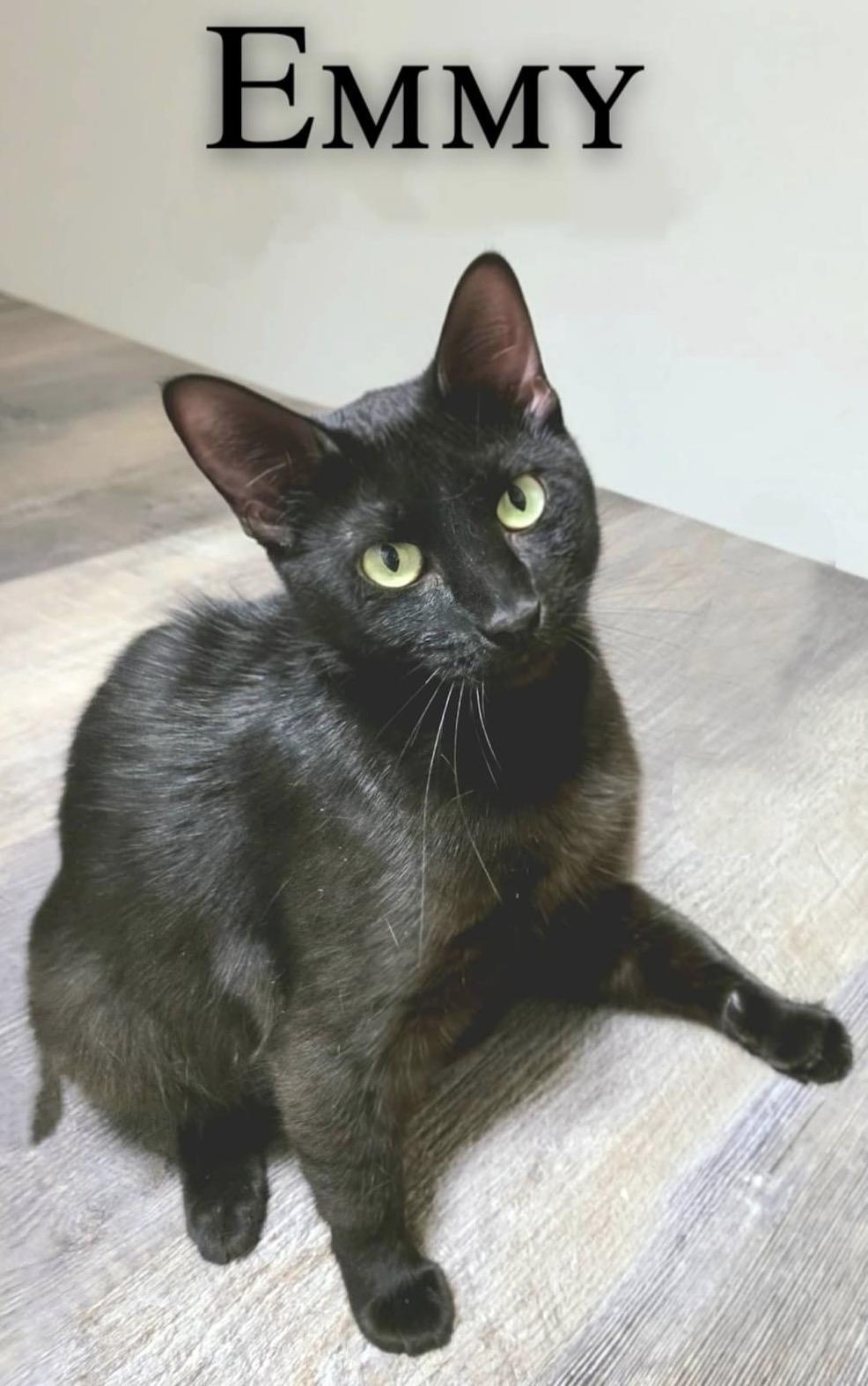 Emmy, ADOPTABLE, Adult Female Domestic Short Hair.