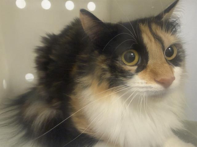 BARN CAT HANNAH, Adoptable, Young Female Domestic Medium Hair.
