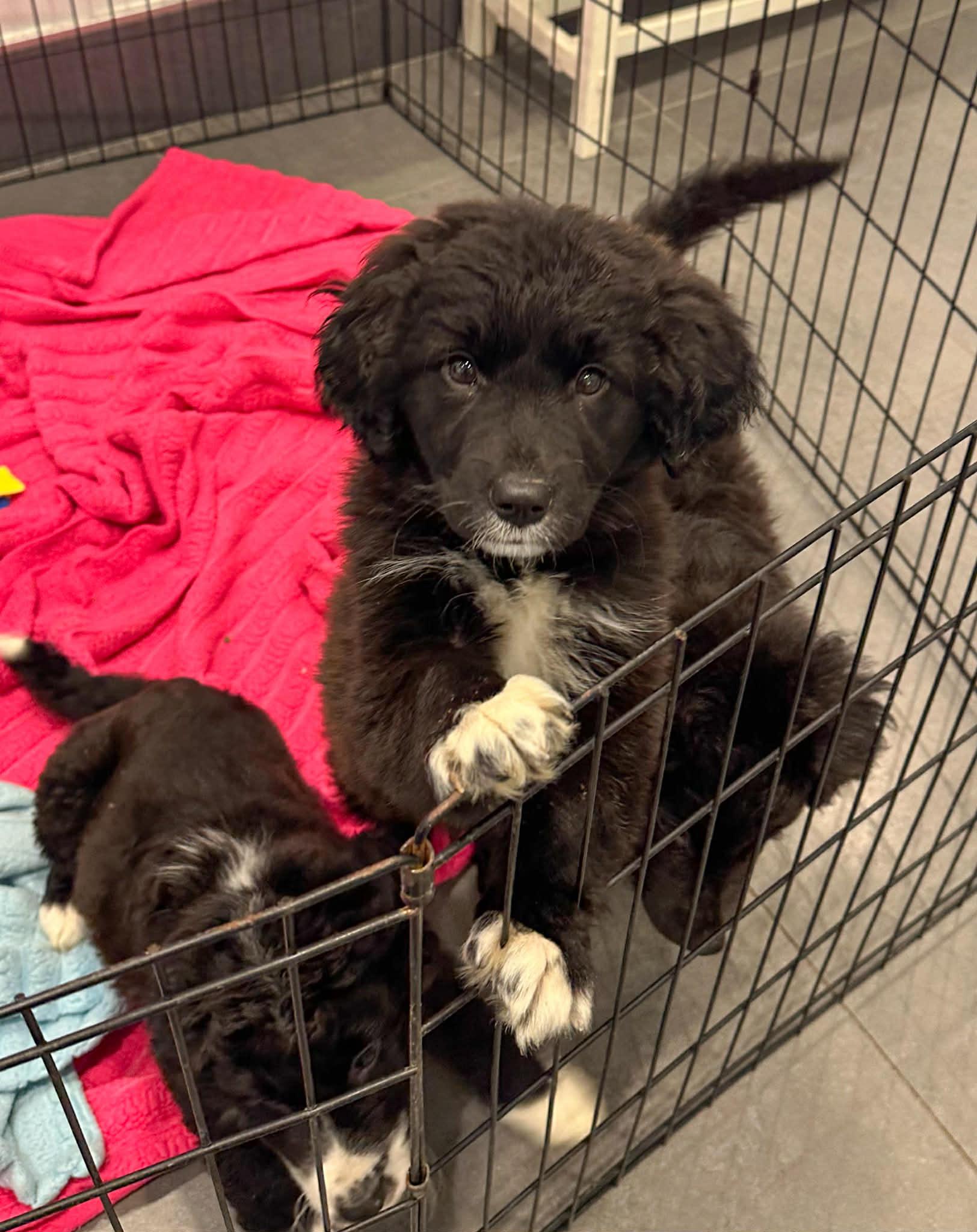 Paper , adopted, Young Female Golden Retriever.