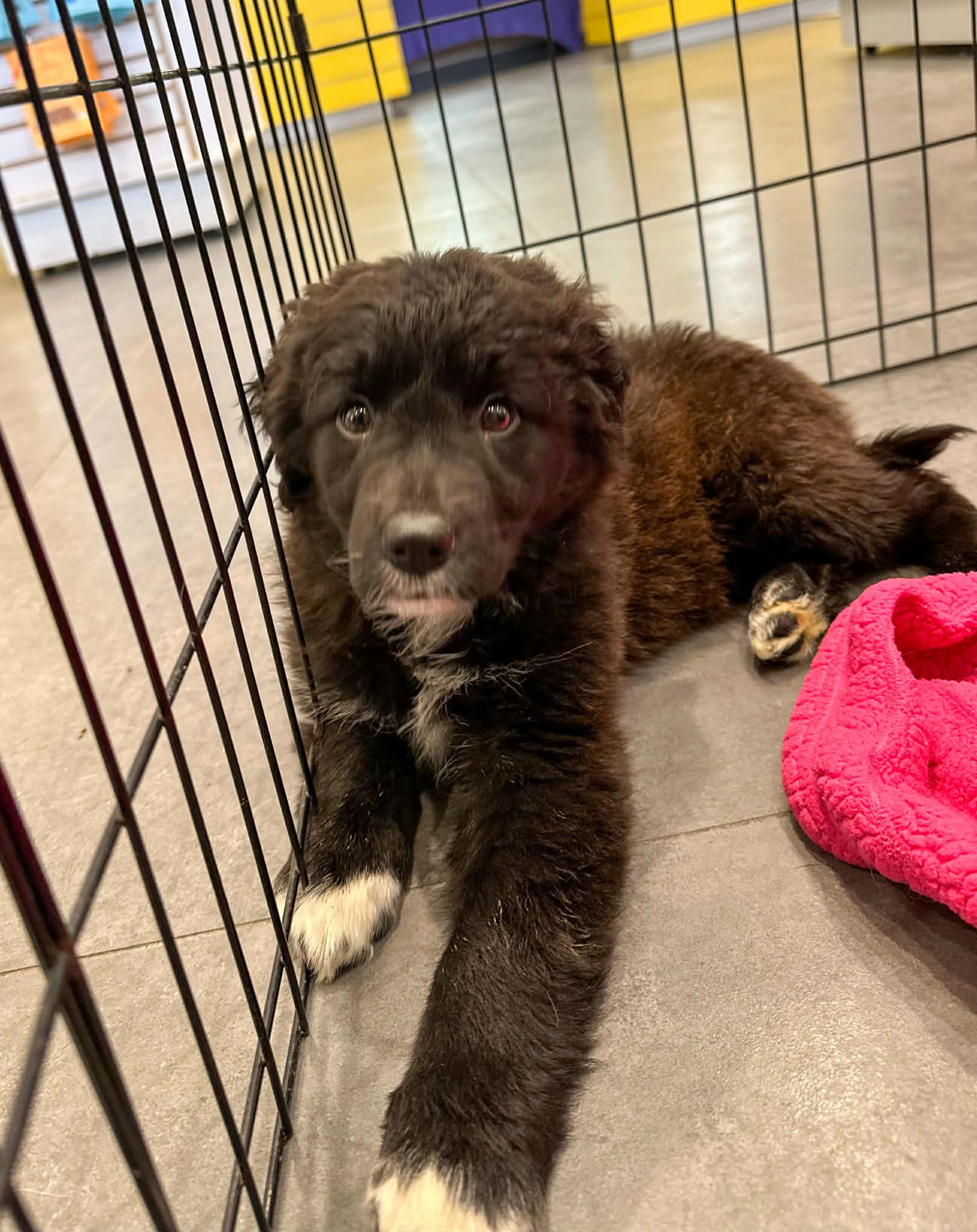 Enlarge Paper , an adopted mixed breed in Indianapolis, IN image 3/4