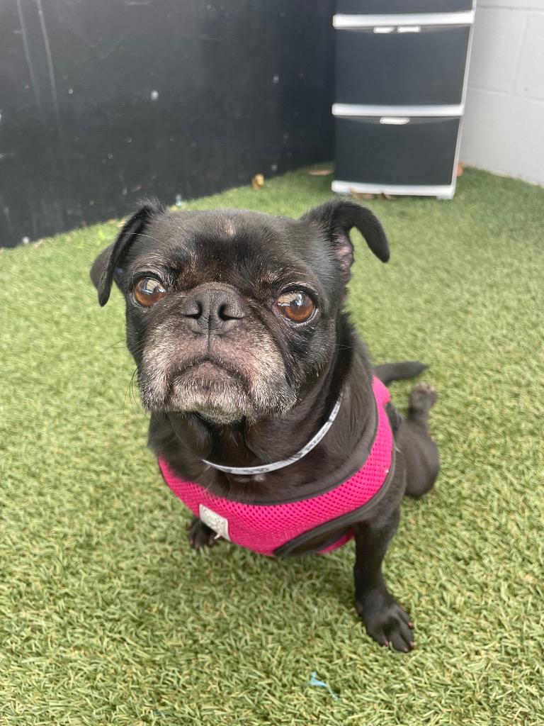 Puggy Pie *special needs*, Adoptable, Adult Female Pug.