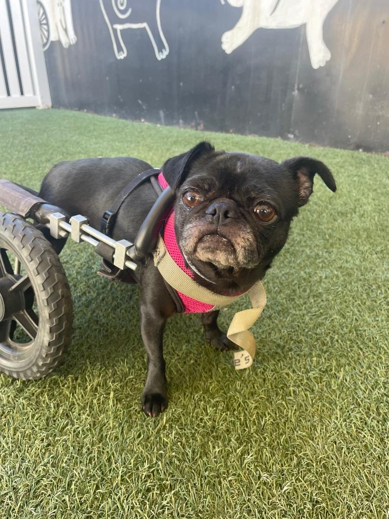 Enlarge Puggy Pie *special needs*, a Adoptable Pug in Gardena, CA image 2/6