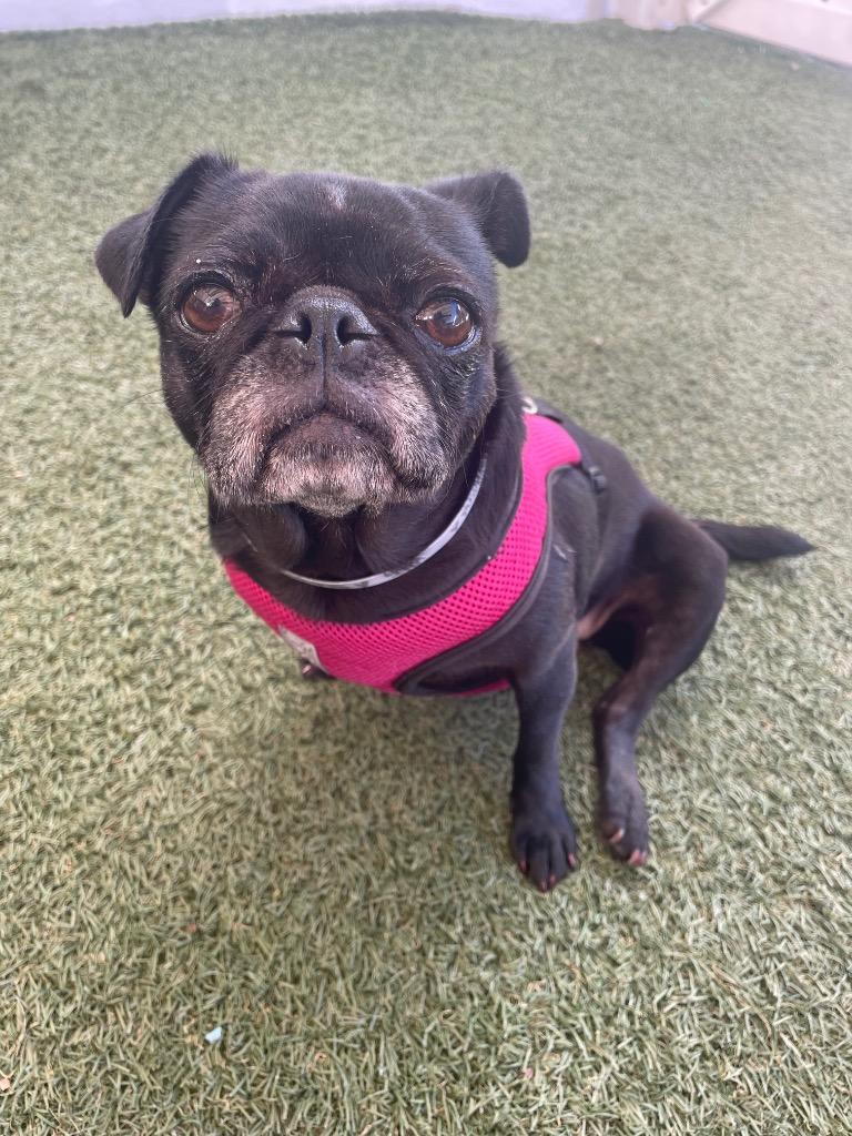 Enlarge Puggy Pie *special needs*, a Adoptable Pug in Gardena, CA image 4/6