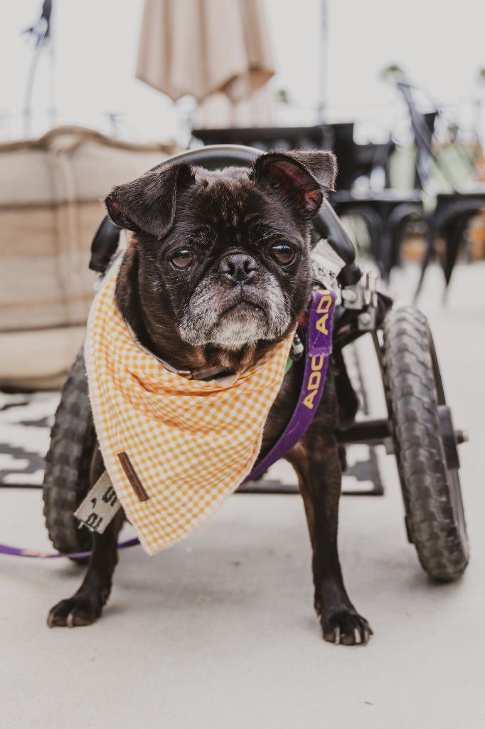 Enlarge Puggy Pie *special needs*, a Adoptable Pug in Gardena, CA image 4/6