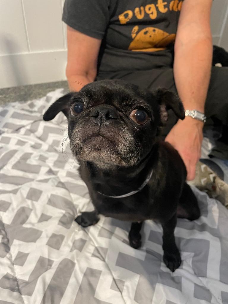 Enlarge Puggy Pie *special needs*, a Adoptable Pug in Gardena, CA image 4/6