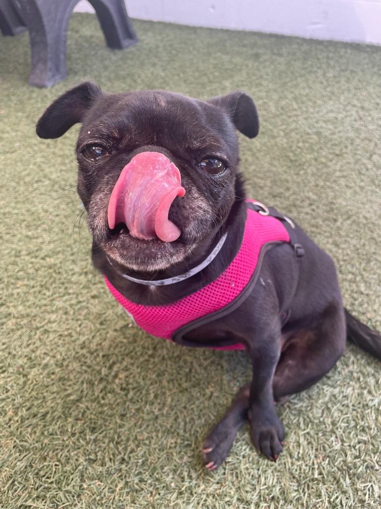 Enlarge Puggy Pie *special needs*, a Adoptable Pug in Gardena, CA image 6/6