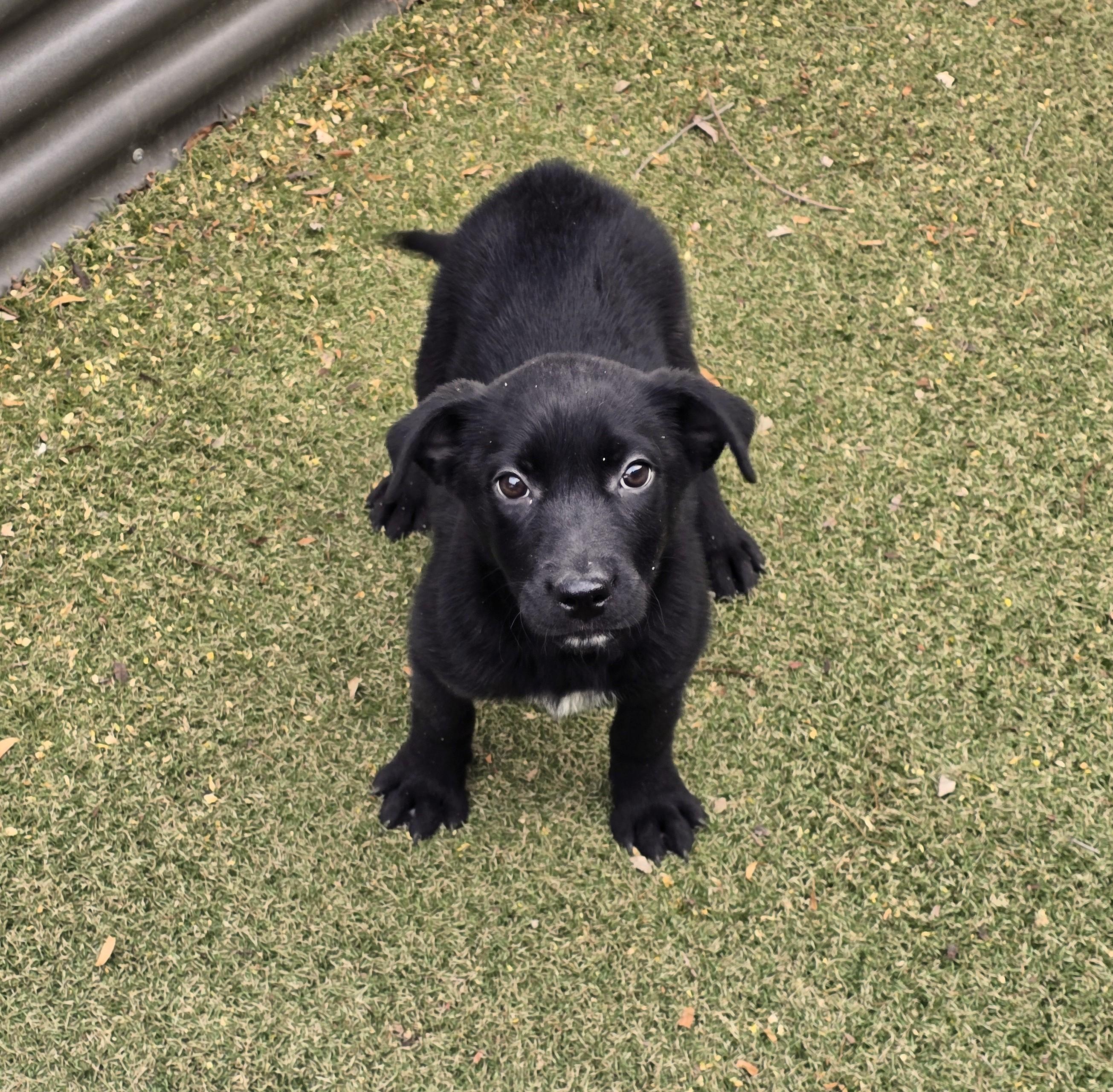 Enlarge Raven, a ADOPTABLE mixed breed in Apache Junction, AZ image 3/3