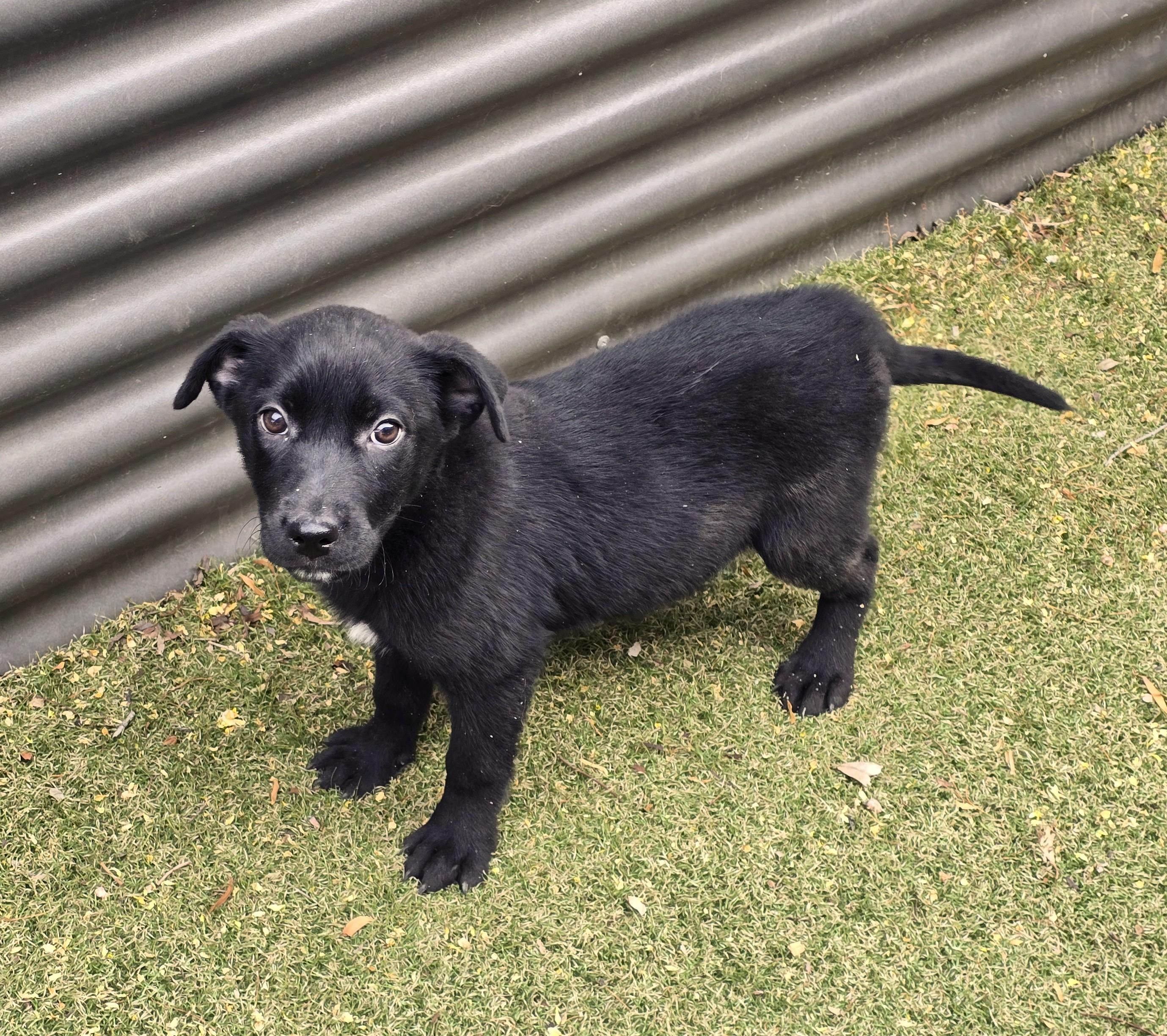 Enlarge Raven, a ADOPTABLE mixed breed in Apache Junction, AZ image 2/3