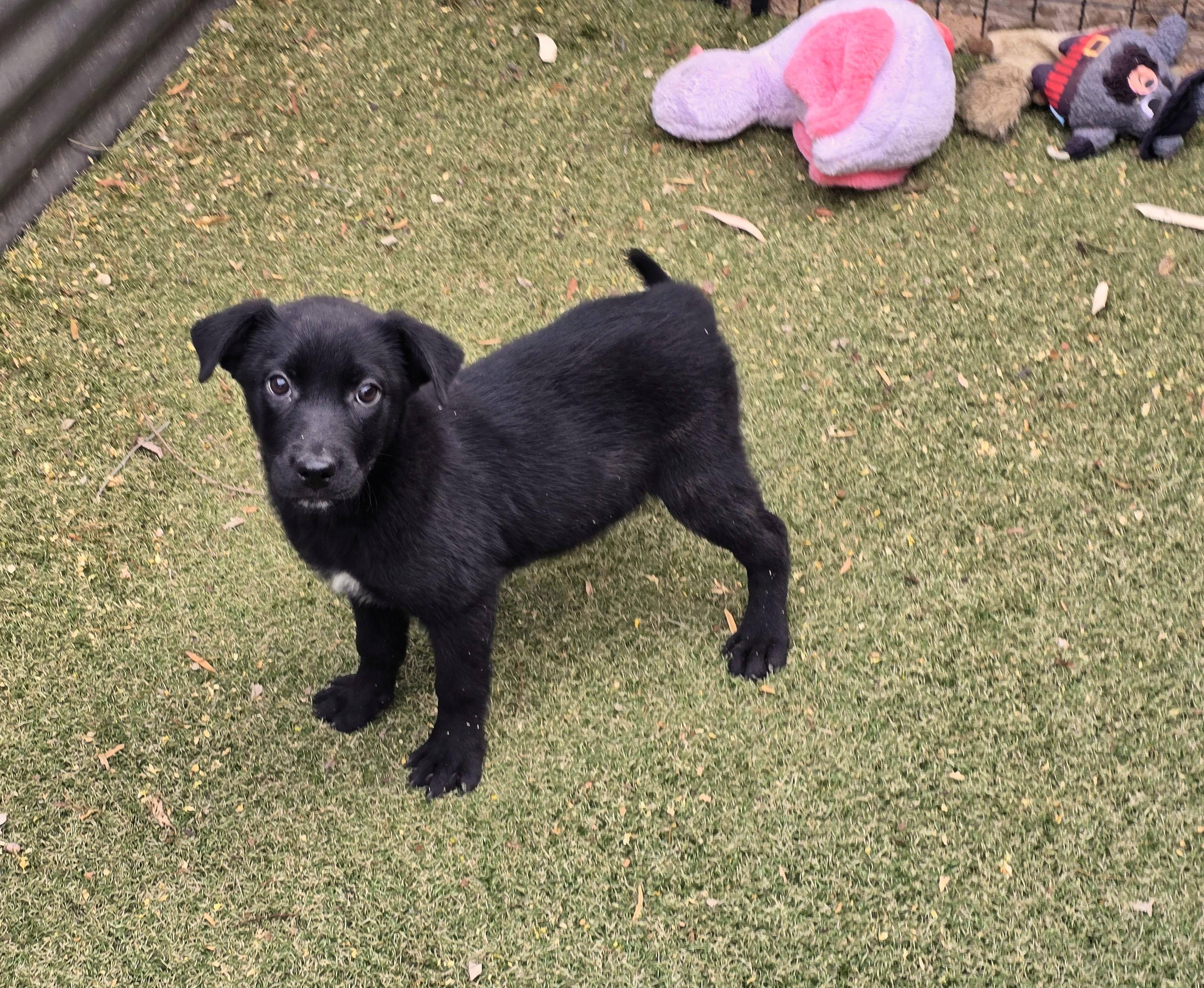 Enlarge Raven, a ADOPTABLE mixed breed in Apache Junction, AZ image 1/3