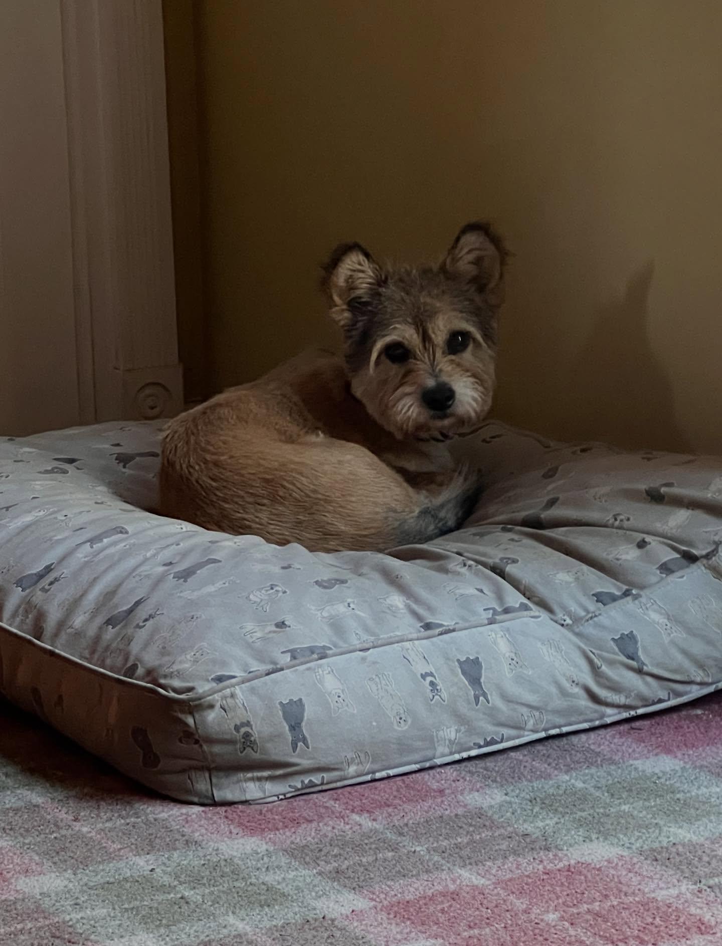 Harry, adopted, Adult Male Miniature Schnauzer & Border Terrier.