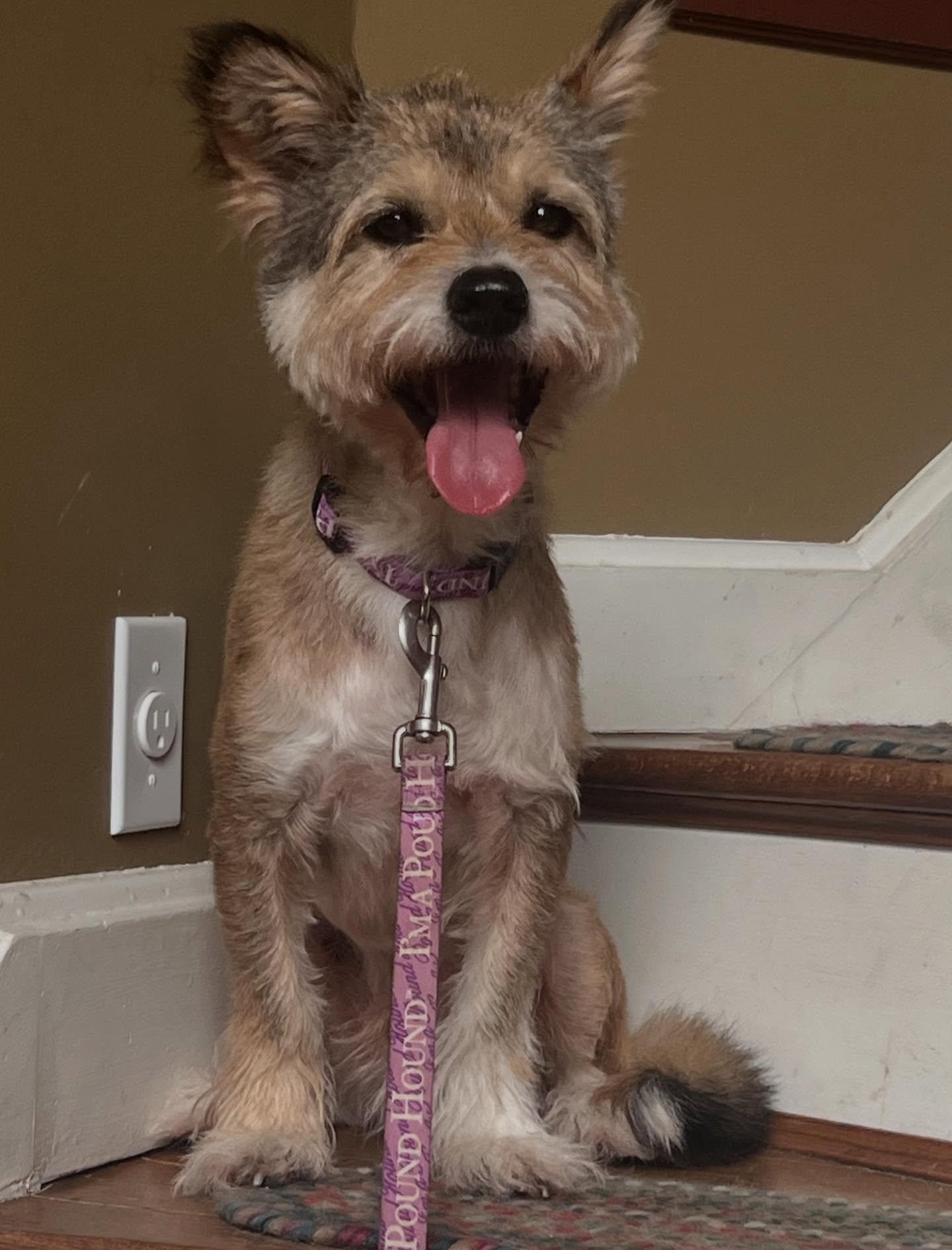 Enlarge Harry, an adopted mixed breed in Sagaponack, NY image 3/6