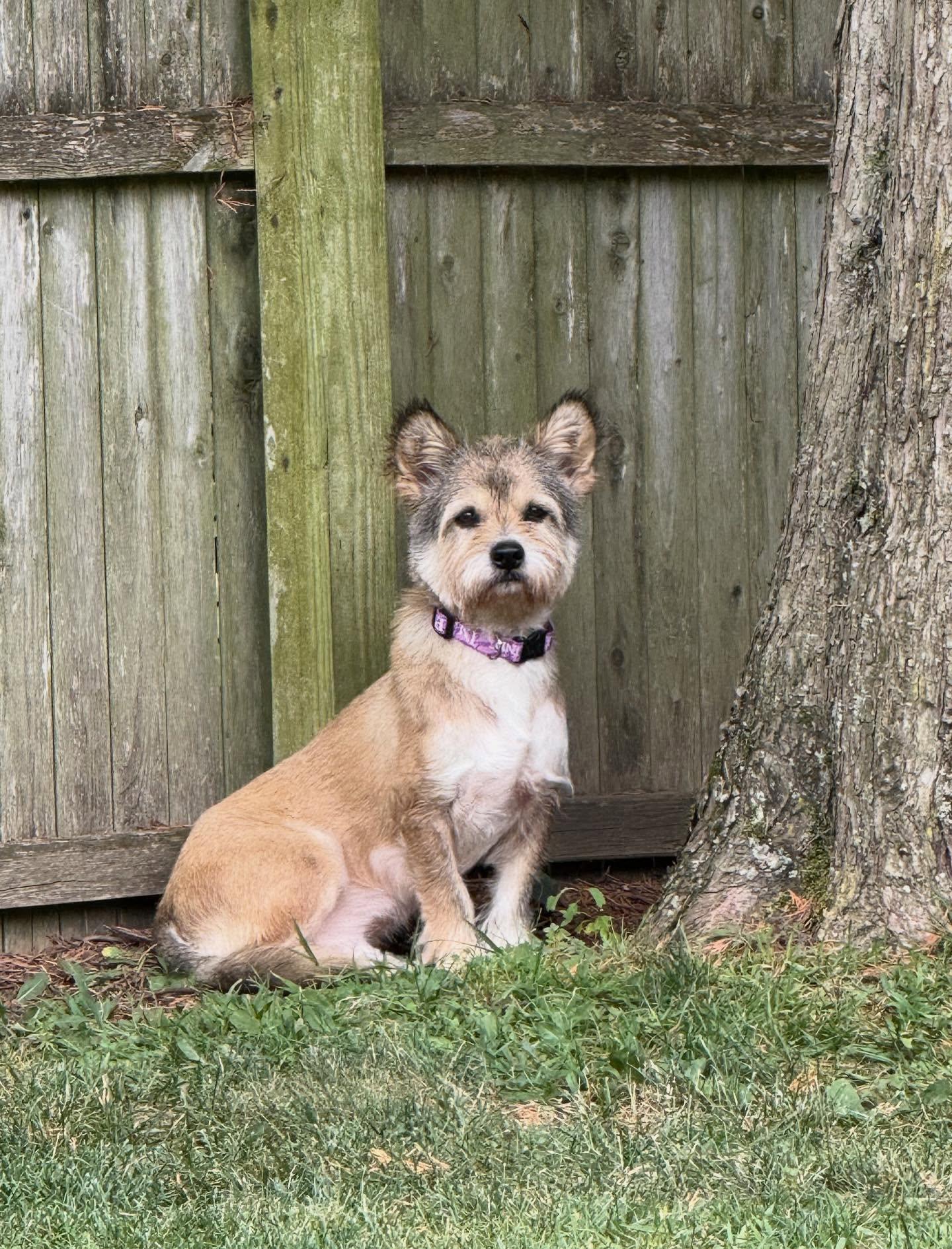 Enlarge Harry, an adopted mixed breed in Sagaponack, NY image 4/6