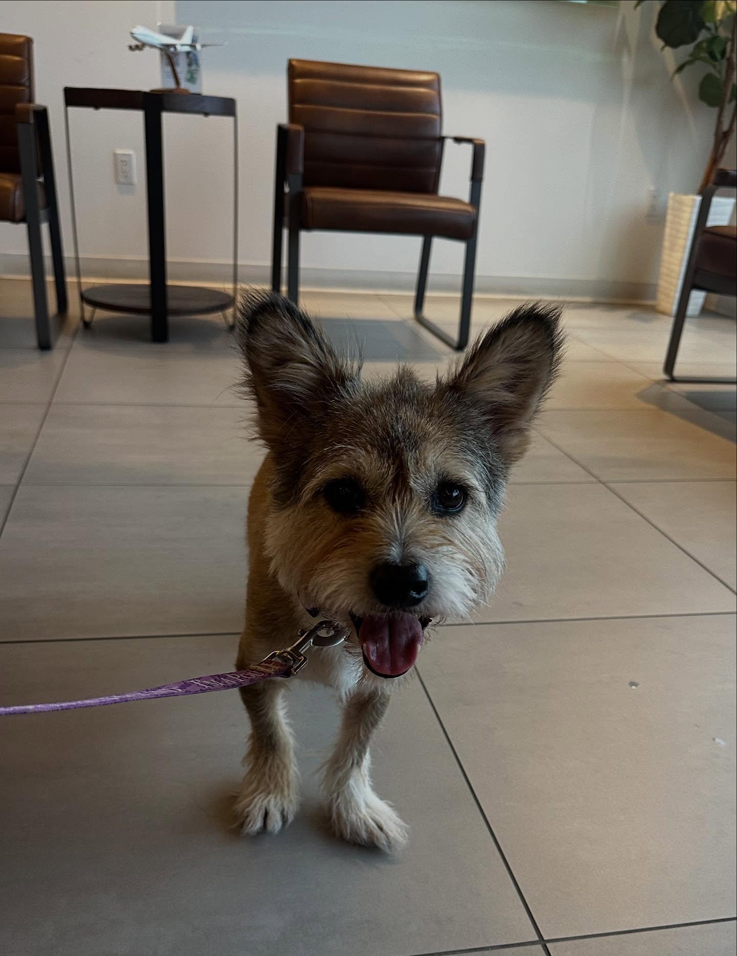 Enlarge Harry, an adopted mixed breed in Sagaponack, NY image 5/6