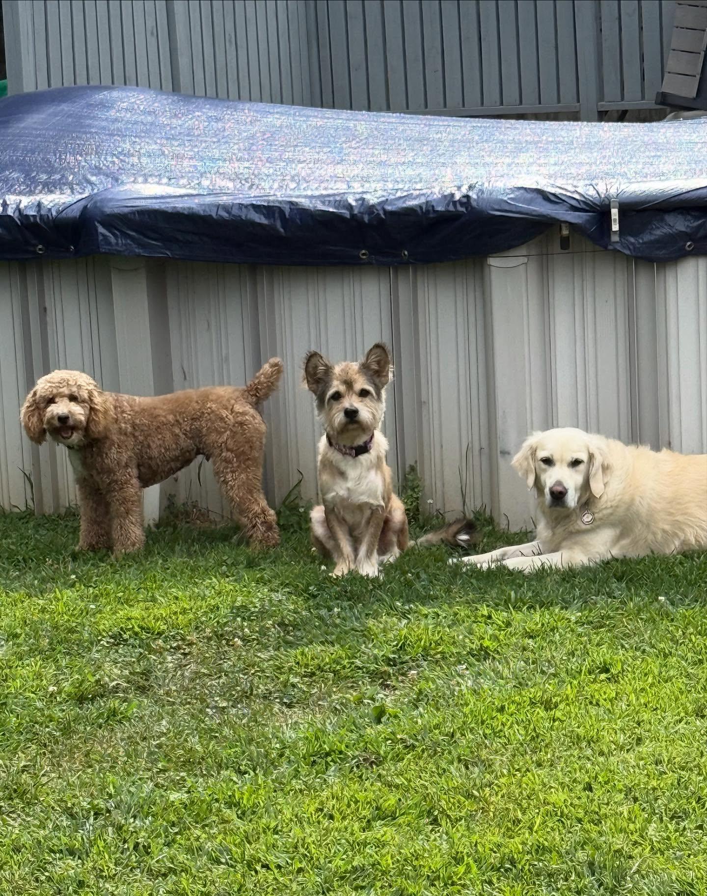 Enlarge Harry, an adopted mixed breed in Sagaponack, NY image 6/6