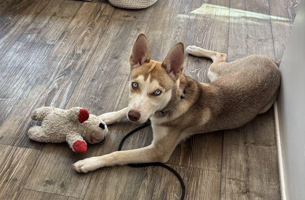 Maple, Adoptable, Young Female Siberian Husky & Labrador Retriever.